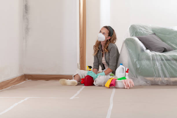 Reliable Basement Mold Removal contractor in Nashville, MI by Cheap Mold Removal